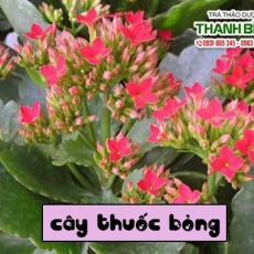 Những công dụng bất ngờ của cây thuốc bỏng