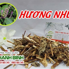 Cây hương nhu [Hình ảnh, công dụng, cách dùng] Mua ở đâu chất lượng tốt nhất?