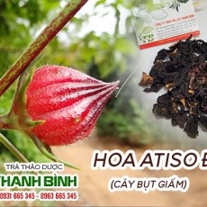 Hoa atiso đỏ [Hình ảnh, công dụng, cách dùng] Mua ở đâu chất lượng tốt nhất?