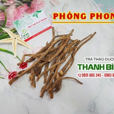 Phòng phong [Hình ảnh, công dụng, cách dùng] Mua ở đâu chất lượng tốt nhất?