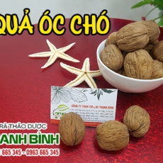 Quả óc chó [Hình ảnh, công dụng, cách dùng] Mua ở đâu chất lượng tốt nhất?
