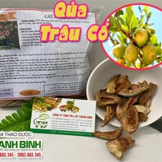 Quả trâu cổ [Hình ảnh, công dụng, cách dùng] Mua ở đâu chất lượng tốt nhất?