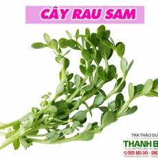 Rau sam [Hình ảnh, công dụng, cách dùng] Mua ở đâu chất lượng tốt nhất???