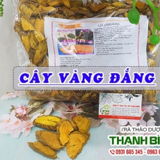 Cây vàng đắng [Hình ảnh, công dụng, cách dùng] Mua ở đâu chất lượng tốt nhất?