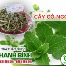 Cây cỏ ngọt [Hình ảnh, công dụng, cách dùng] Mua ở đâu chất lượng tốt nhất???