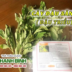 Tác dụng của cây đậu săng làm giảm chứng viêm da lở loét