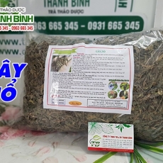 Tác dụng của cây nổ trong điều trị suy thận