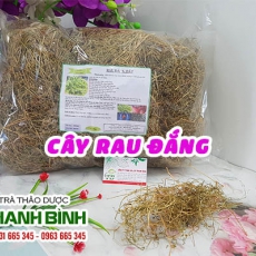 Tác dụng của cây rau đắng có tác dụng giải độc gan hiệu quả