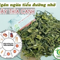 Tác dụng của dây thìa canh trong điều trị phong thấp tê bại hiệu quả nhất