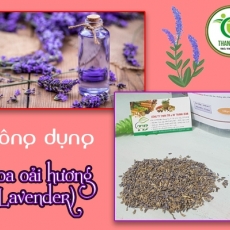 Tác dụng của hoa oải hương trong điều trị căng thẳng hiệu quả nhất