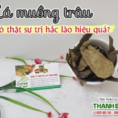 Tác dụng của lá muồng trâu trong điều trị nổi mụn nhọt hiệu quả nhất