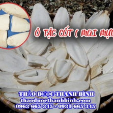 Tác dụng của ô tặc cốt (mai mực) trong điều trị đau dạ dày hiệu quả nhất