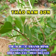 Thảo nam sơn [Hình ảnh, công dụng, cách dùng] Mua ở đâu chất lượng tốt nhất?