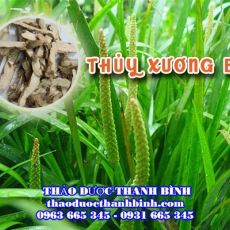 Thủy Xương Bồ