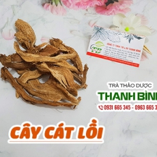Cây cát lồi [Hình ảnh, công dụng, cách dùng] Mua ở đâu chất lượng tốt nhất???