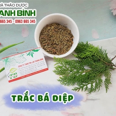 Trắc bá diệp [Hình ảnh, công dụng, cách dùng] Mua ở đâu chất lượng tốt nhất?