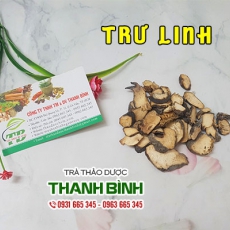 Trư linh [hình ảnh, tác dụng, cách dùng] Mua ở đâu nguyên chất?