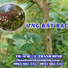 Ưng bất bạc [Hình ảnh, công dụng, cách dùng] Mua ở đâu chất lượng tốt nhất?