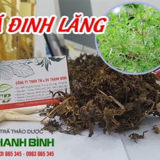 Lá đinh lăng [Hình ảnh, công dụng, cách dùng] Mua ở đâu chất lượng tốt nhất?