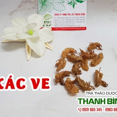 Xác ve sầu [Hình ảnh, công dụng, cách dùng] Mua ở đâu chất lượng tốt nhất?