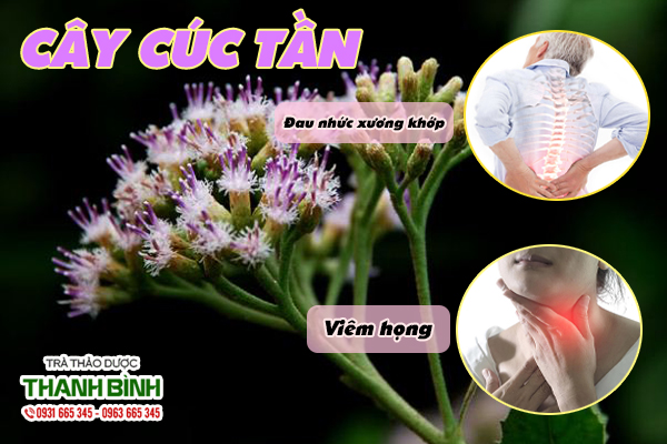 Hình ảnh cây cúc tần - thảo dược Thanh Bình