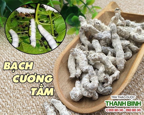 Mua bán bạch cương tằm ở quận Tân Phú có tác dụng ngăn ngừa liệt dương hiệu quả