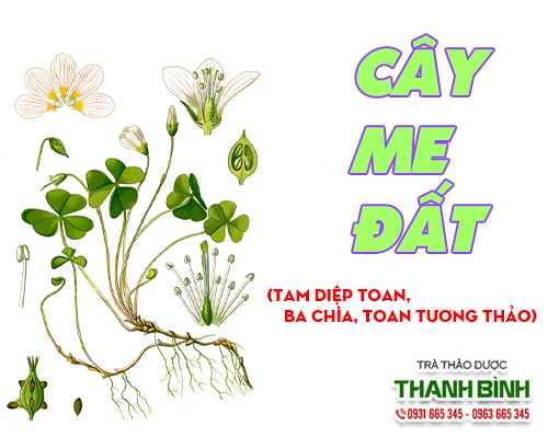 Mua bán cây me đất ở quận Tân Phú có tác dụng trị viêm họng hiệu quả