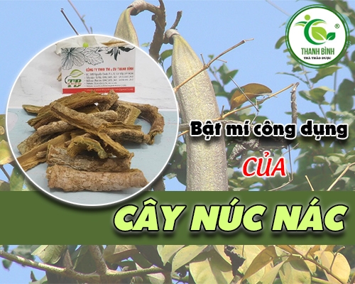 Mua bán cây núc nác ở quận Phú Nhuận giúp chữa dị ứng mẩn ngứa an toàn nhất