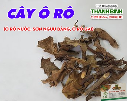 Mua bán cây ô rô ở quận Phú Nhuận giúp chữa đau gan, vàng da an toàn nhất