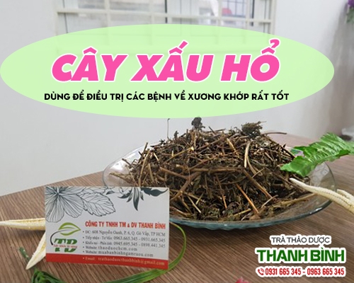 Mua bán cây xấu hổ ở quận Tân Phú có tác dụng ngủ ngon, sâu giấc hiệu quả