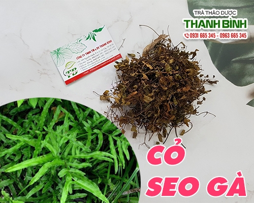 Mua bán cây cỏ seo gà ở quận Bình Tân giúp tiêu diệt ung nhọt do nóng trong tốt nhất