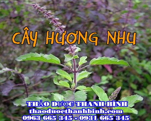 Cửa hàng bán cây hương nhu tại Đồng Nai giúp chữa cảm sốt tốt nhất