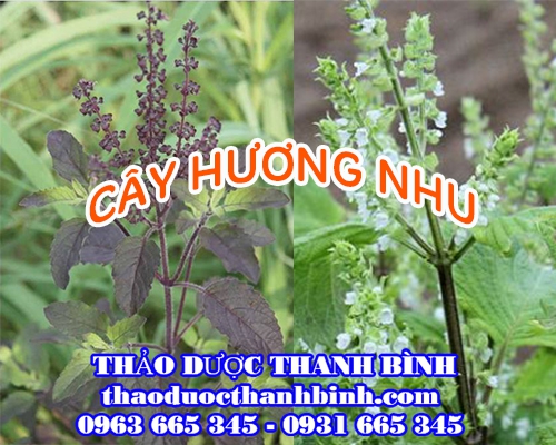 Địa chỉ công ty bán cây hương nhu tại Đồng Nai gần nhất
