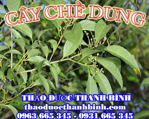 Địa chỉ mua bán cây chè dung tại Bắc Giang uy tín chất lượng