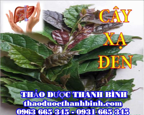 Địa chỉ mua bán cây xạ đen tại Bình Định uy tín chất lượng