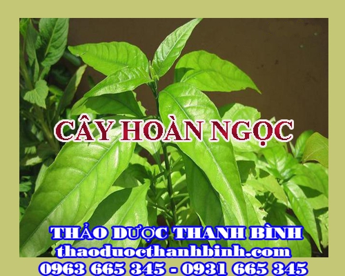 Địa điểm cung cấp cây hoàn ngọc tại Điện Biên uy tín chất lượng