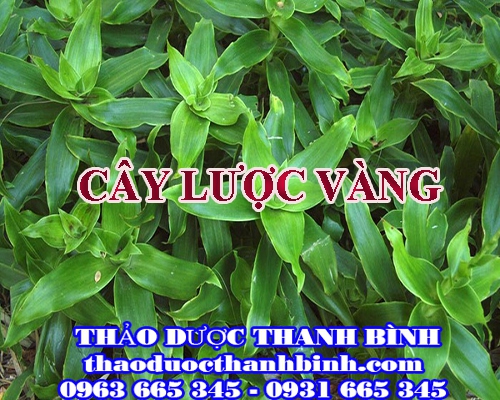 Địa điểm cung cấp cây lược vàng tại Điện Biên uy tín chất lượng