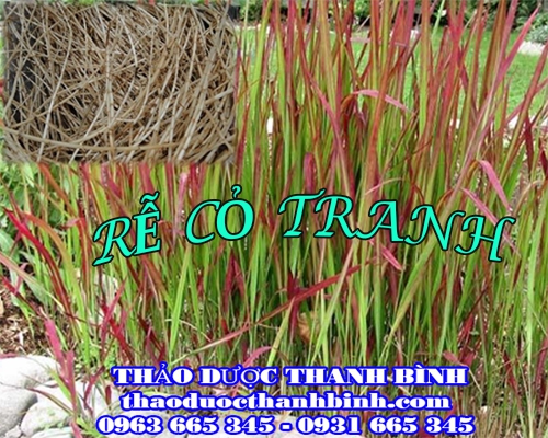 Địa điểm cung cấp rễ cỏ tranh tại Đắk Lắk uy tín chất lượng
