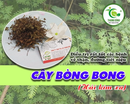 Mua bán cây bòng bong ở quận Gò Vấp giúp trị sỏi thận hiệu quả tốt nhất