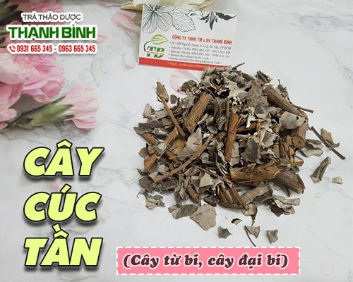 Mua bán cây cúc tần ở quận Phú Nhuận giúp chữa viêm phế quản an toàn nhất