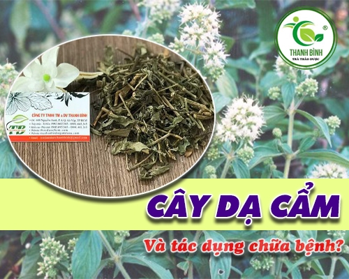 Mua bán cây dạ cẩm ở huyện Hóc Môn giúp trị đau dạ dày hiệu quả nhất