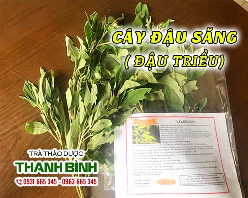 Mua bán cây đậu săng ở quận Phú Nhuận hỗ trợ điều trị chảy máu cam