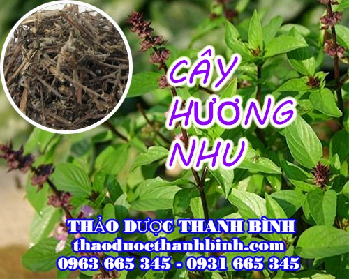 Mua bán cây hương nhu tại Đồng Nai giúp điều trị tiêu chảy viêm đường hô hấp hiệu quả