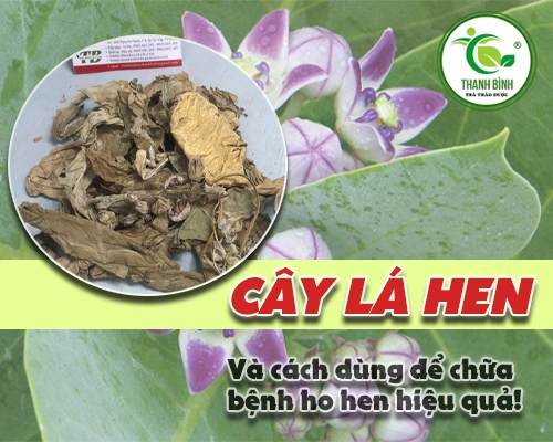 Mua bán cây lá hen ở huyện Hóc Môn giúp bảo vệ phổi hiệu quả nhất