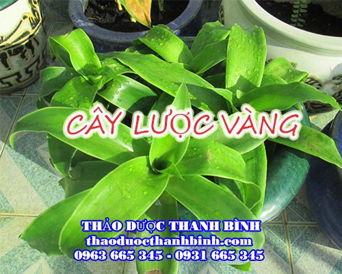 Mua bán cây lược vàng tại Điện Biên uy tín chất lượng nhất