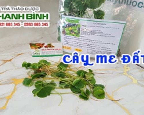 Mua bán cây me đất tại huyện Thanh Trì rất tốt trong việc thanh nhiệt cơ thể