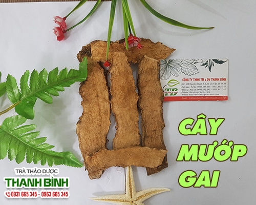 Mua bán cây mướp gai ở quận Bình Tân giúp giải độc, lợi niệu tốt nhất