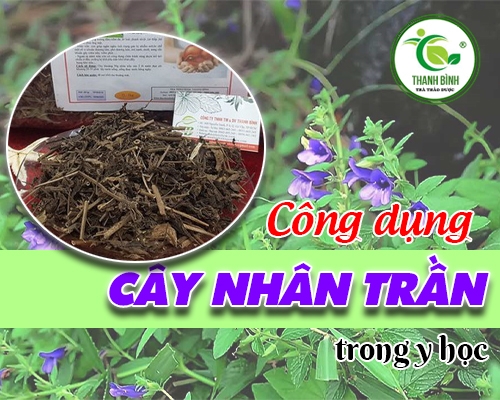 Mua bán cây nhân trần ở quận Bình Tân giúp bảo vệ tế bào gan tốt nhất