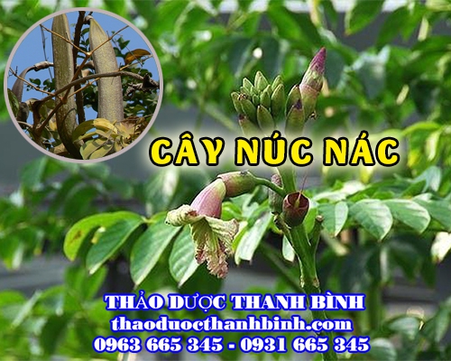 Mua bán cây núc nác tại Hưng Yên chữa dị ứng mẩn ngứa hiệu quả nhất
