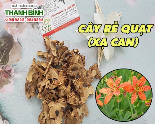 Mua bán cây rẻ quạt (xạ can) ở quận Phú Nhuận giúp giảm đau nhức tai an toàn nhất